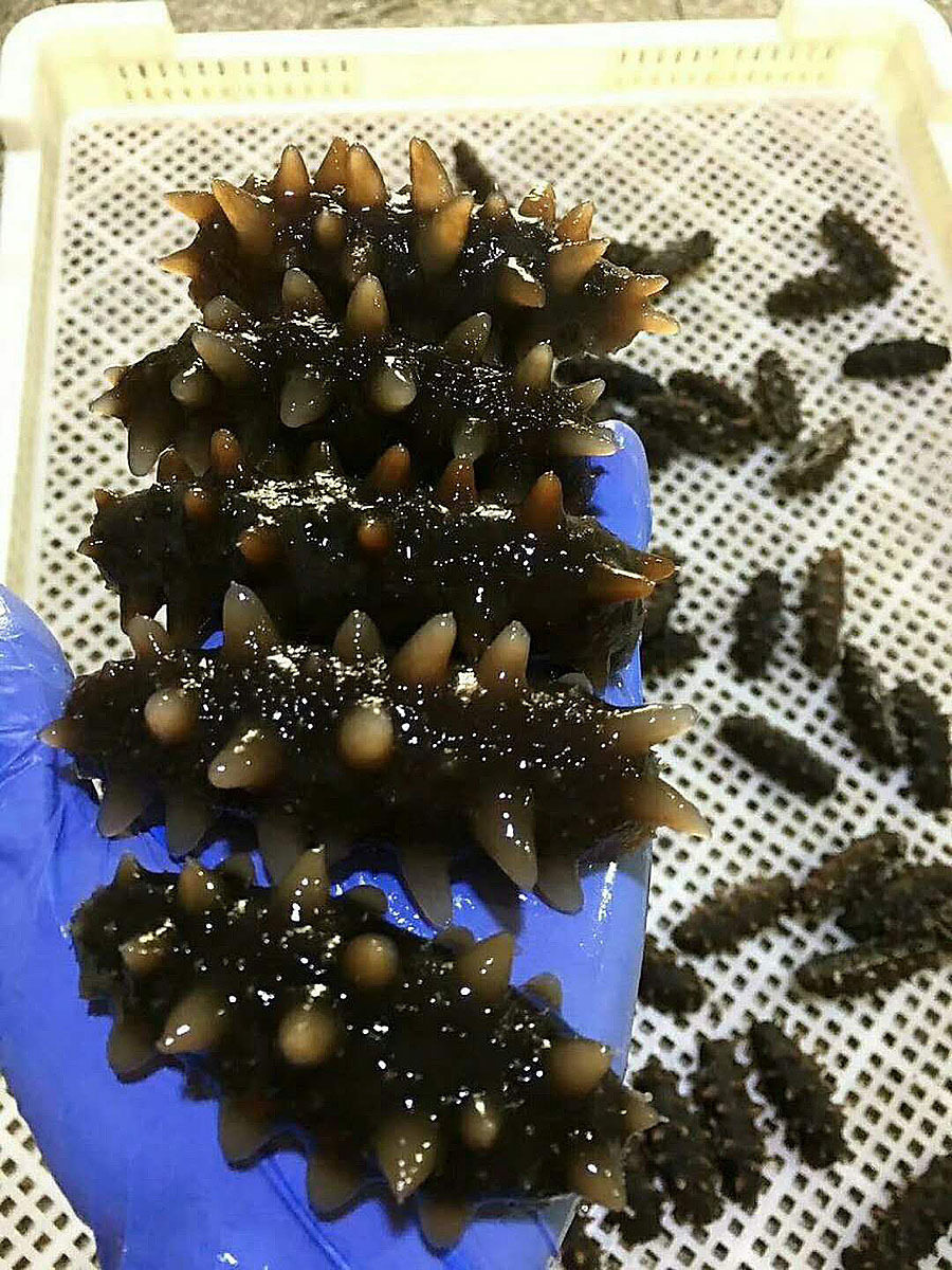 獐子岛 野生半干海参 辽参 顺丰空运包邮 500克30到40头