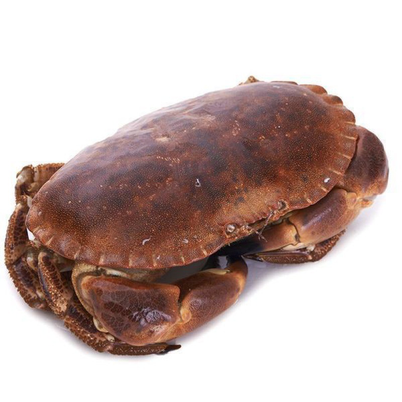 面包蟹鲜活爱尔兰蟹黄金1到3斤活体满膏满黄新鲜珍宝海鲜水产批发