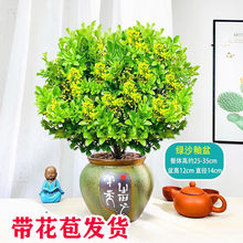 米兰花盆栽花卉绿植四季开花不断浓香型防蚊虫阳台花卉带香味植物