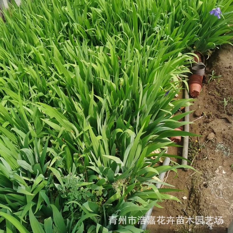 水生鸢尾花苗 水生美人蕉盆栽鸢尾花基地蝴蝶兰地栽庭院开花植物