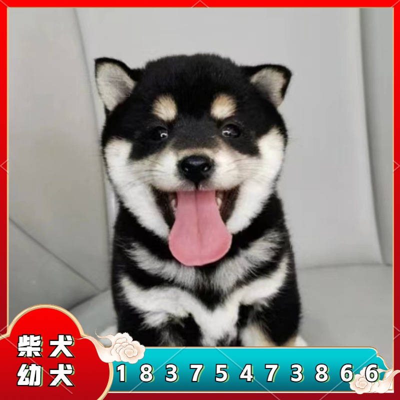 自家繁殖黑色柴犬 纯种家养中小型赤色柴犬 黄色柴犬疫苗齐 柴犬