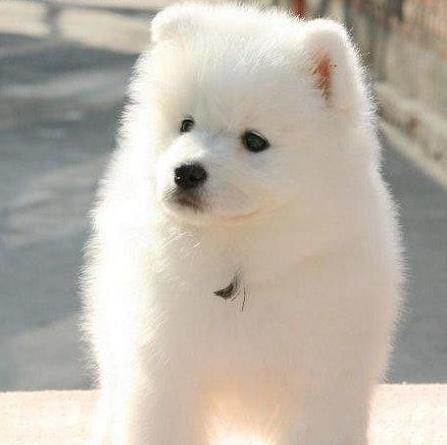 纯种萨摩耶幼犬活体狗狗萨摩耶犬幼崽宠物狗纯白萨摩雪橇犬