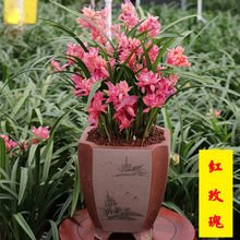 爆盆8苗 超香(四季开花) 红玫瑰 盆栽 兰花苗 室内建兰绿植花卉