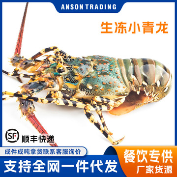 活冻小青龙龙虾鲜活大龙虾澳洲龙虾餐饮食材原料生鲜冷冻批发大货