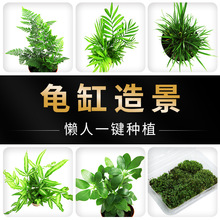 乌龟缸真水草活体鱼缸装饰套餐植物大水榕沉木水草淡水懒人水族箱