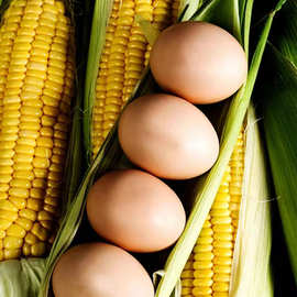 【精选】农家玉米黄精品蛋360枚/箱 新鲜鸡蛋批发