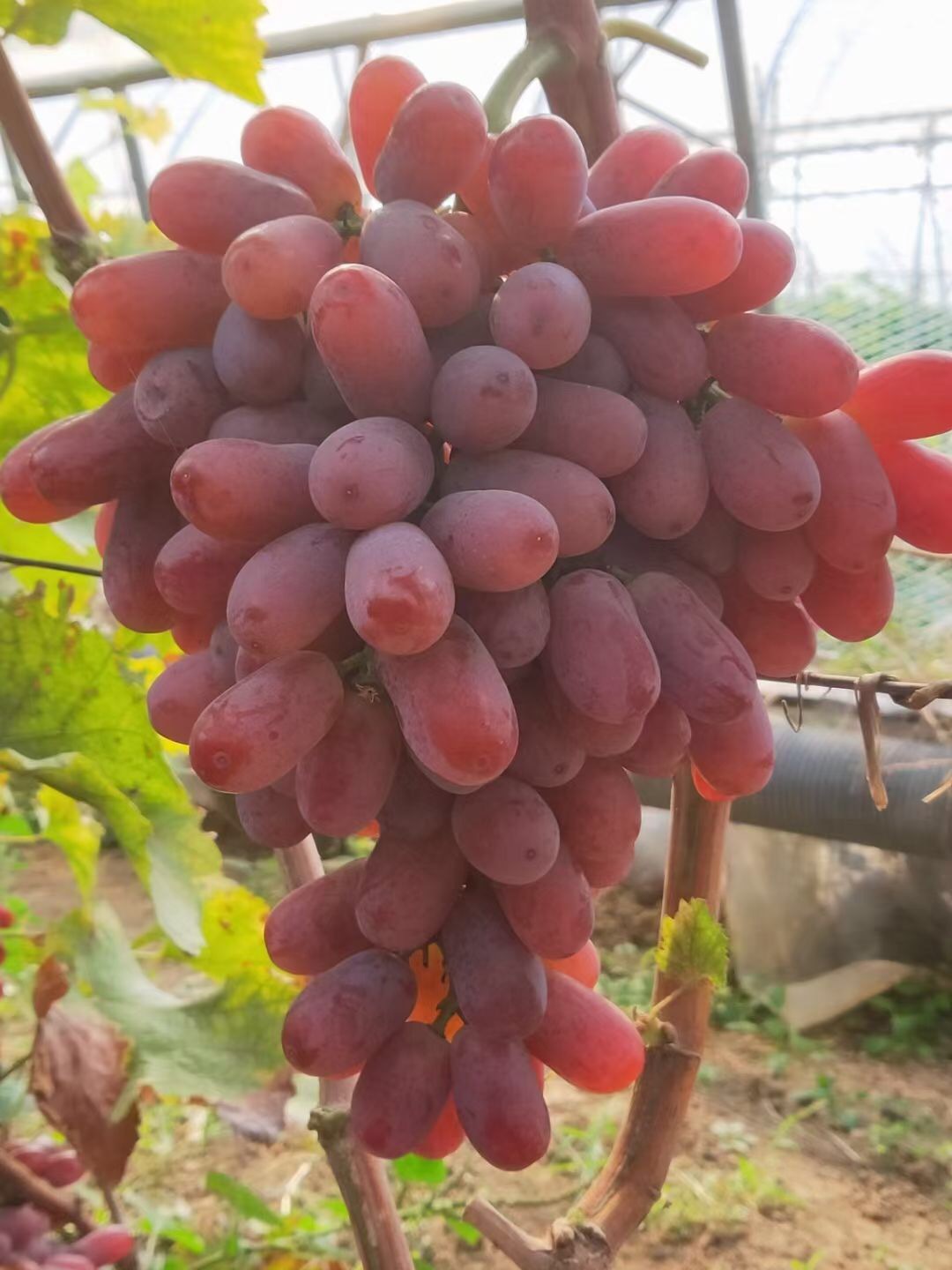 0成交0棵无核葡萄富士之辉嫁接葡萄苗无核品种果树苗山东苗圃直发￥3.