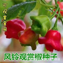 风铃小辣椒种子早熟观赏椒灯笼椒菜种籽春四季播阳台盆栽蔬菜种孑