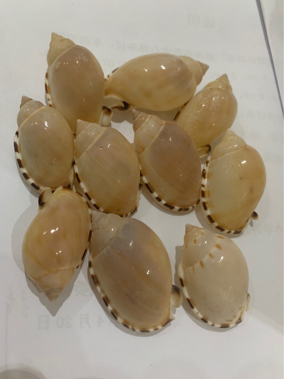 花唇螺太阳蛋24cm