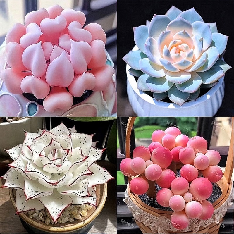 新款多肉植物盆栽组合侧影纯爱红蜻蜓新手好养耐寒办公肉肉防辐射