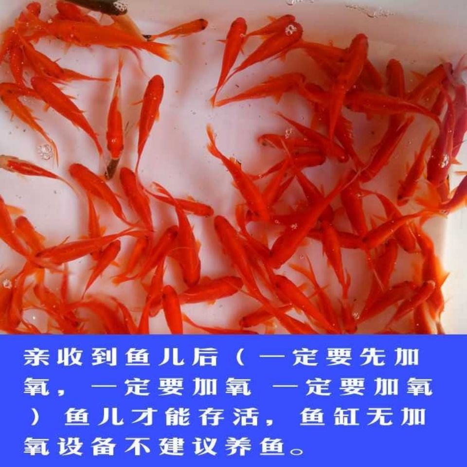 小金鱼苗活体草金鱼活体锦鲤冷水鱼观赏鱼龙鱼饲料鱼红鲫鱼风水鱼