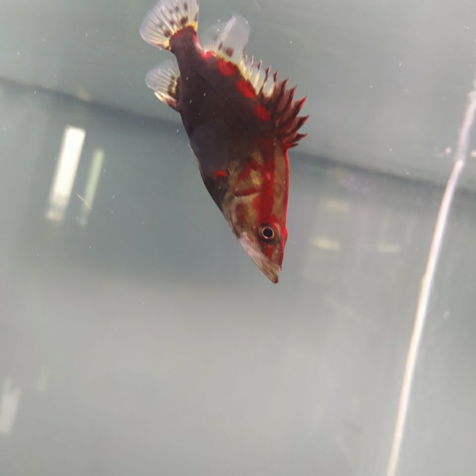 红纹鳜,红纹,观赏鱼冷水鱼无需加温翘嘴鳜桂花鱼精品红纹鳜水族世