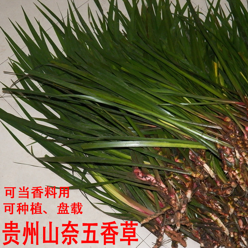 贵州香料茴香菖蒲三赖沙姜山奈五香草牛羊狗鱼肉火锅去腥鸡香草料