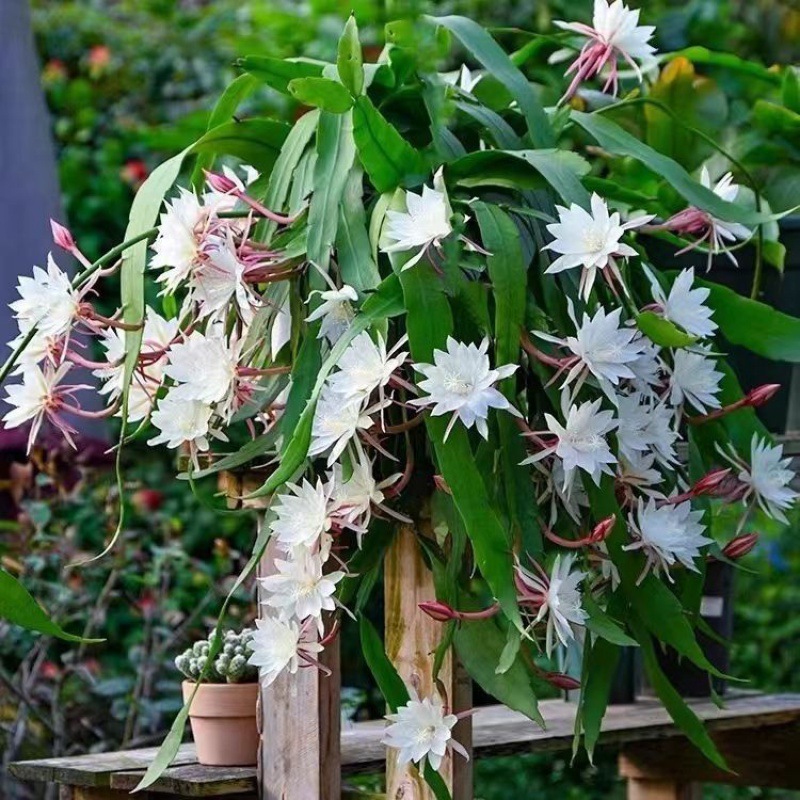 昙花盆栽绿植月下美人昙花一现室内外好养植物阳台庭院小叶昙花苗