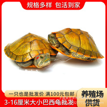巴西小乌龟大小活体活物红耳龟水龟观赏乌龟好养活宠物龟批发