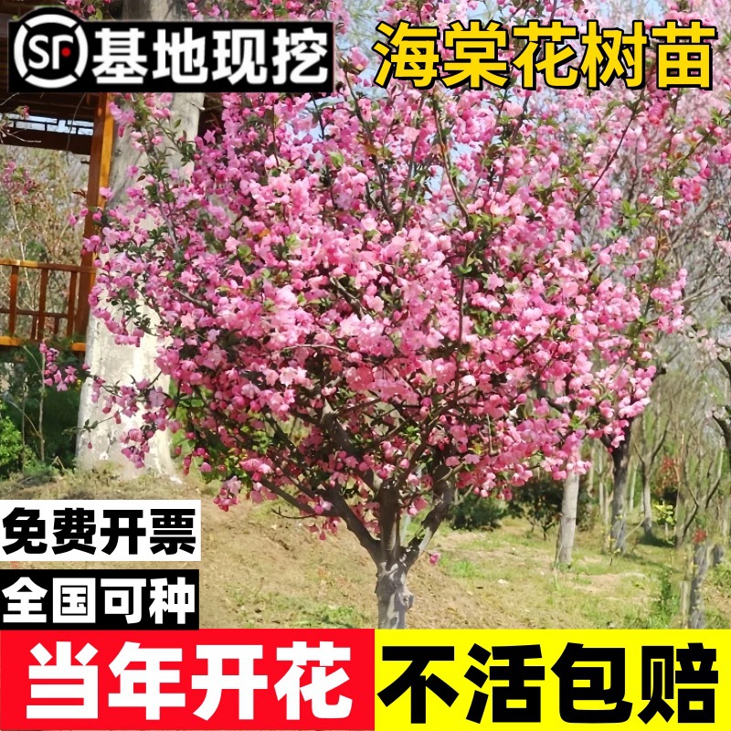 海棠树苗庭院大型西府海棠花树苗垂丝海棠北美海棠风景树绿化树苗