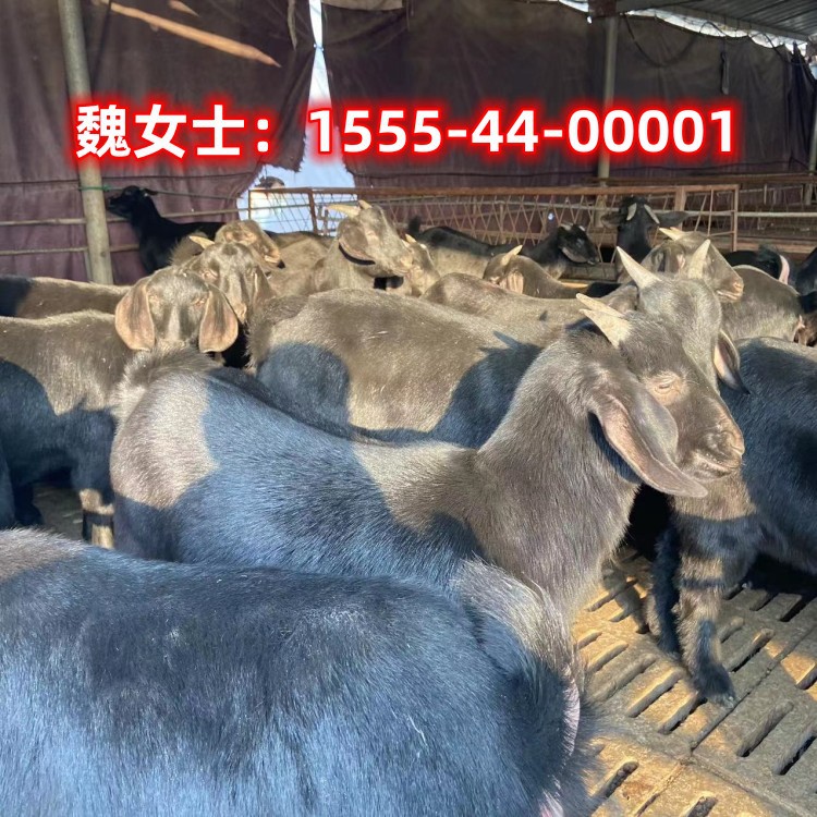 黑山羊仔活体送货到家湖南养殖黑山羊怀孕母羊种公羊放牧山羊