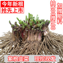 新韭菜根苗现挖宽叶紫红根韭菜籽苗阳台盆栽种菜四季蔬菜苗大小叶