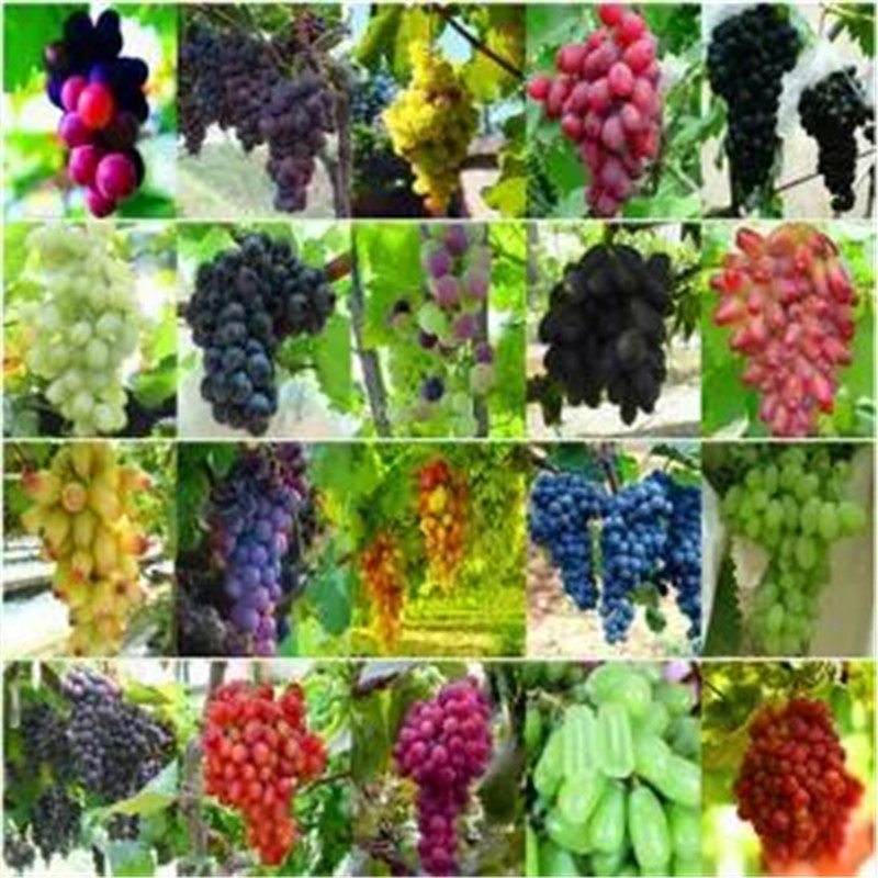 葡萄种子四季播阳台盆栽巨峰玫瑰香提子无籽葡萄水果种籽树苗