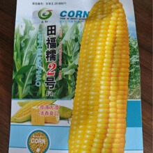 北京四海京甜糯807玉米大棒甜加糯1比3粘黏白甜糯玉米种子蔬菜籽