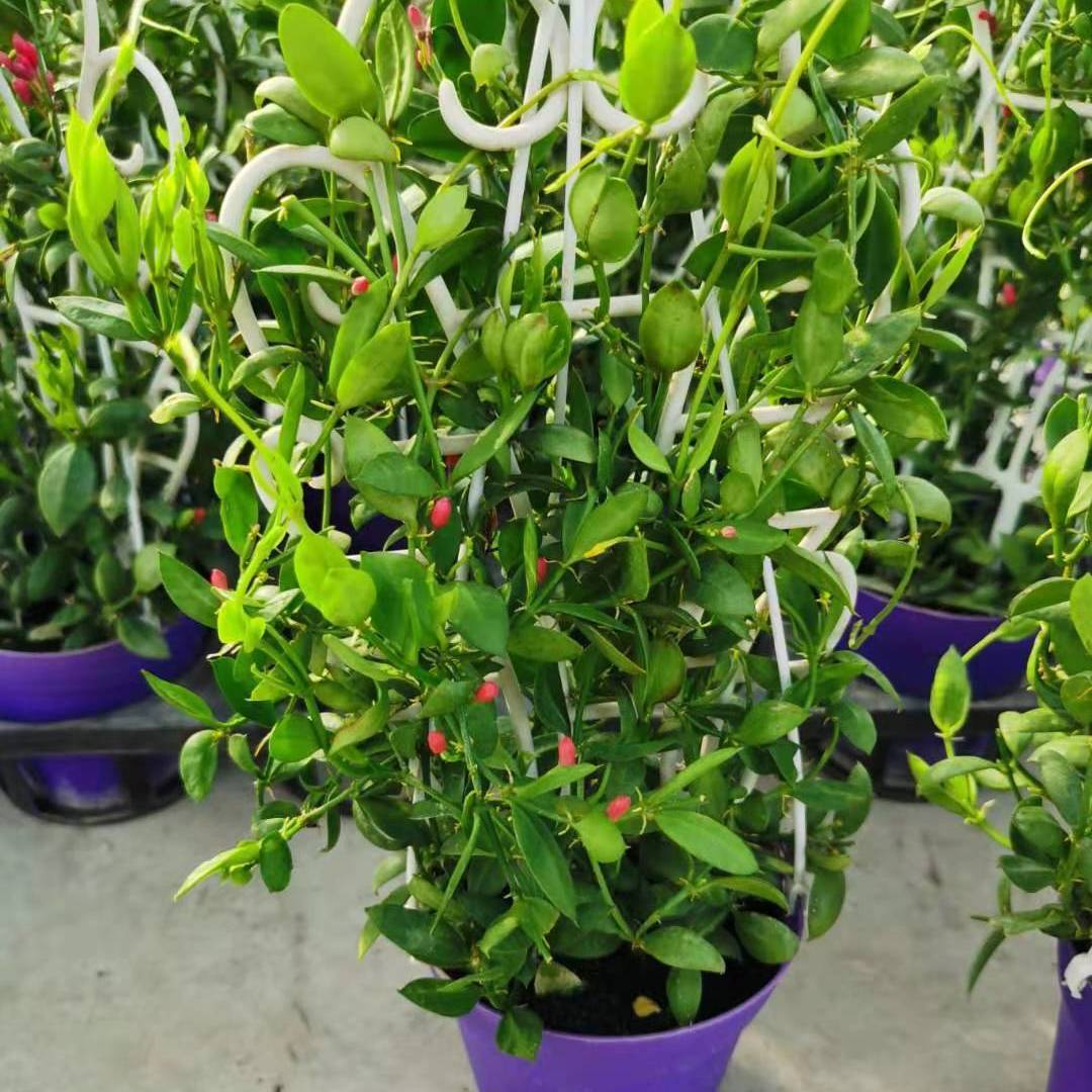 八角小吊盆玉荷包爬藤类垂吊花卉小绿植好养活适合阳台办公室