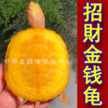 金钱龟 黄金龟长寿宠物巴西鳄龟深水龟小乌龟吃菜龟乌龟活物