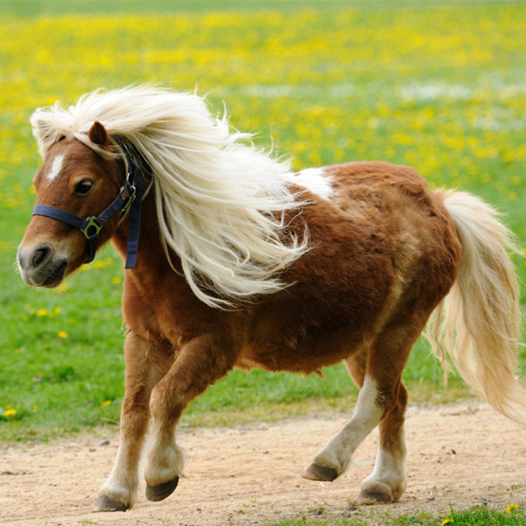 矮马养殖场景区儿童可以骑乘的矮马观赏马长不大的小马宠物矮马