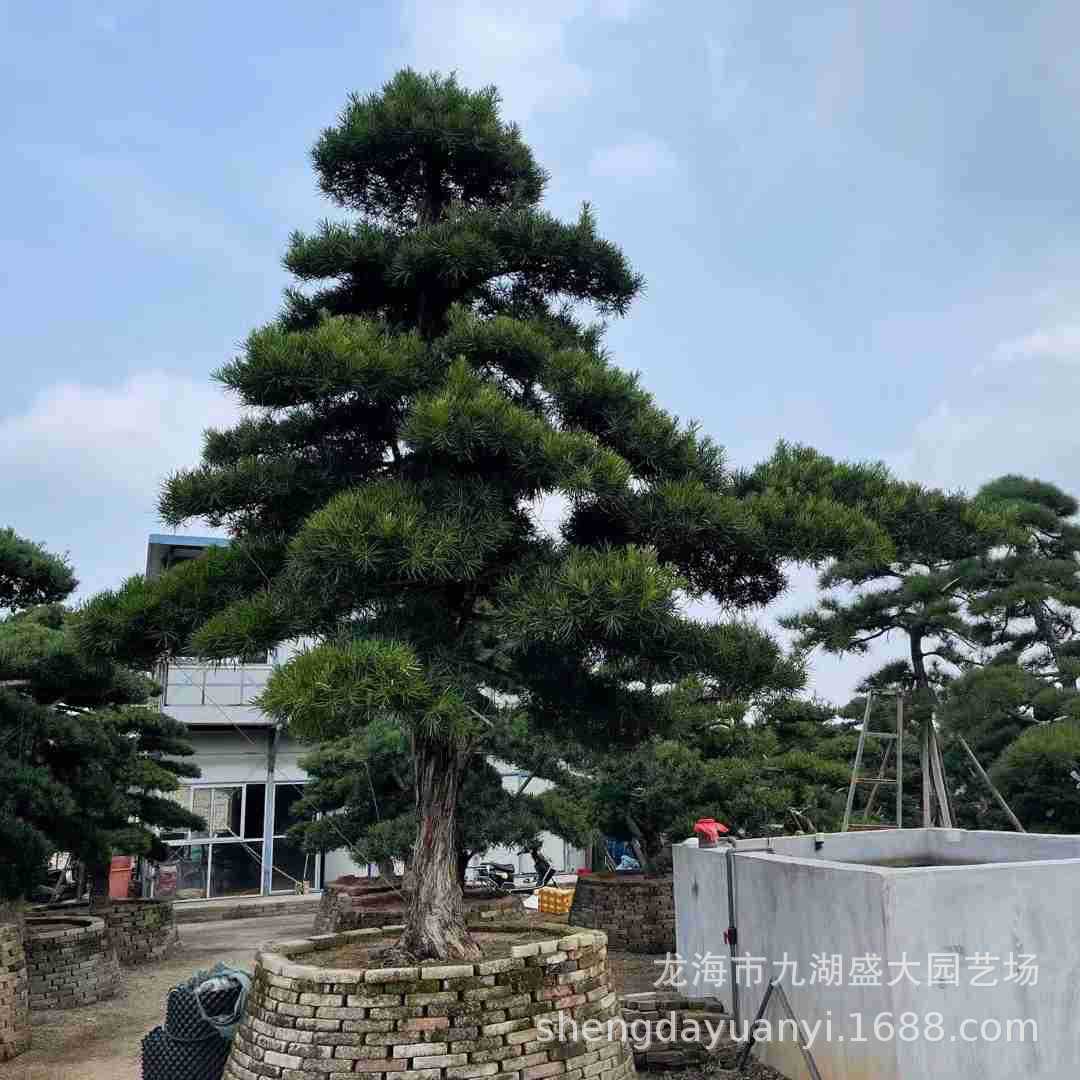 四川造型罗汉松价格 福建罗汉松树桩盆景价格 批发日本罗汉松桩景