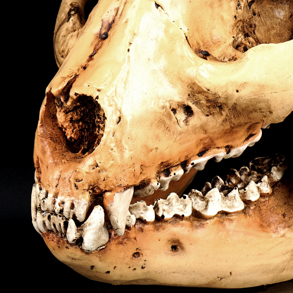 动物骷髅头小熊猫骷颅头动物园头骨模型展示树脂工艺品万圣节道具