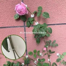 蔷薇爬藤固定器月季绿萝牵引攀爬户外花墙固定器植物固定夹亚马逊