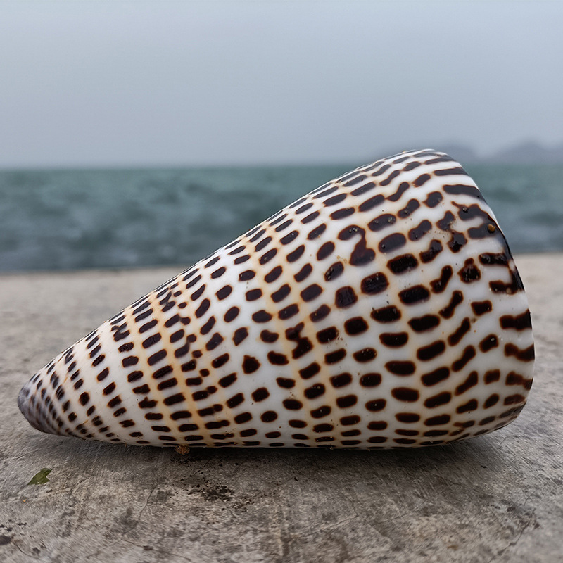 天然海螺黑玉米螺 鱼缸造景贝壳海螺工艺品 旅游纪念礼品