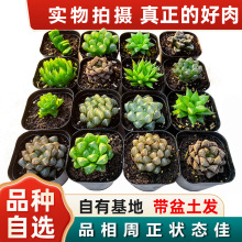 玉露批发多肉批发多肉植物新手室内盆栽新款稀有款净化空气易养活