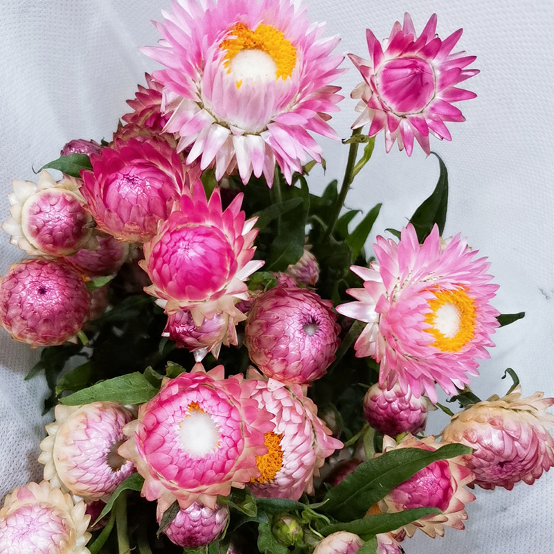 麦秆菊鲜花云南花卉花束真花家用斗南水养基地直发插花家庭昆明