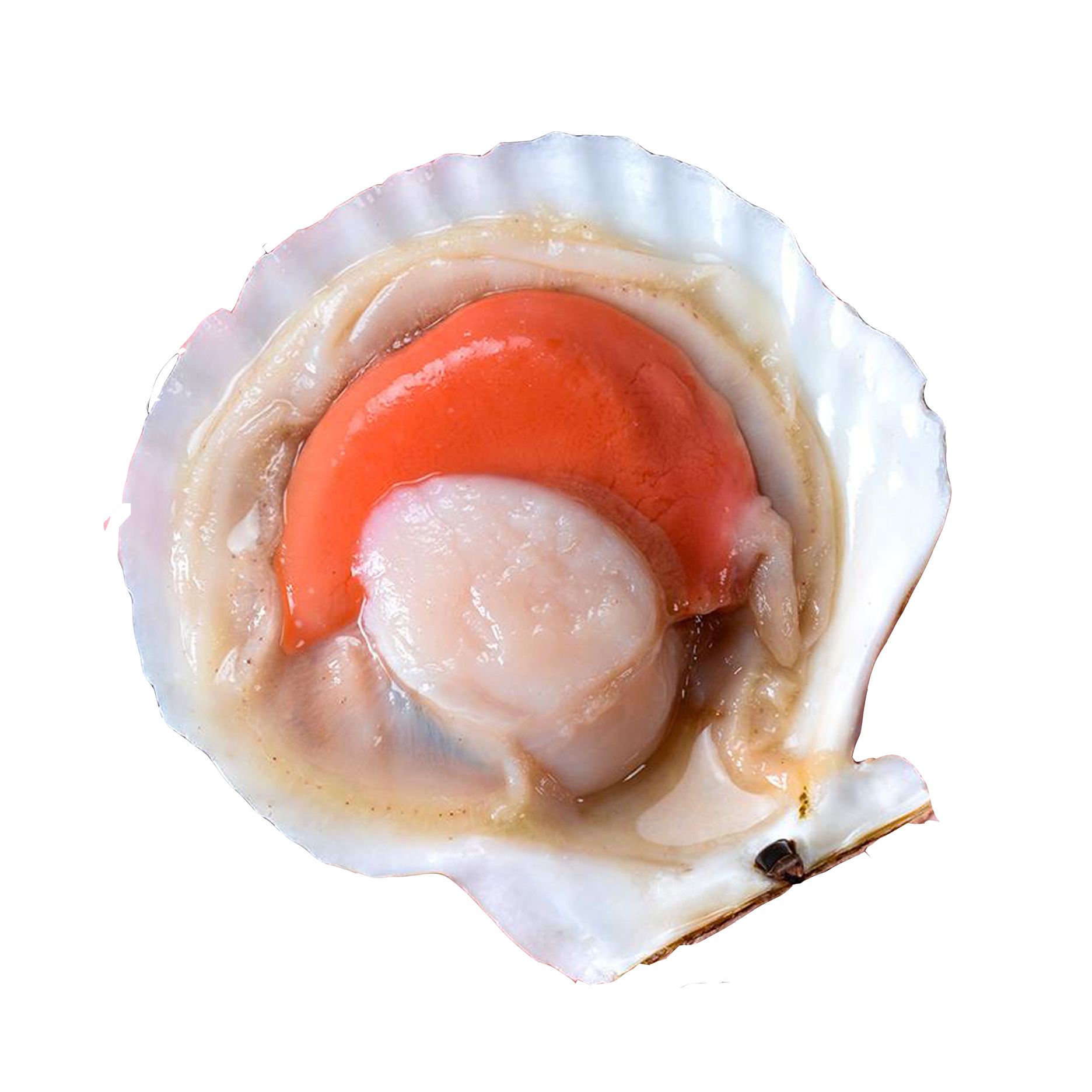 干冰 日本北海道扇贝 酒席 烧烤 半壳大元贝20斤/件 冰冻食材批发