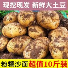 黄心土豆新鲜新土豆黄皮土豆批发价洋芋马铃薯黄肉土豆批发5/10斤