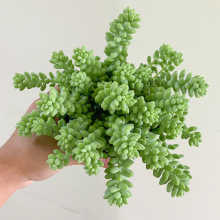 玉坠缀群生垂吊易爆盆的多肉植物室内绿植花卉大颗好养老桩肉肉新