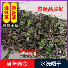 连钱草透骨消丹驳骨草草过墙风铜钱草马蹄草崩大碗遍地香