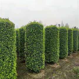 基地出售柱形女贞动物造型植物圆柱红继木公园用风车型绿植