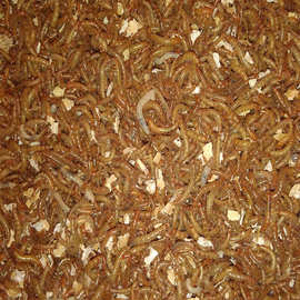 天弗养殖黄粉虫虫卵面包虫卵宠物饲料活体虫卵