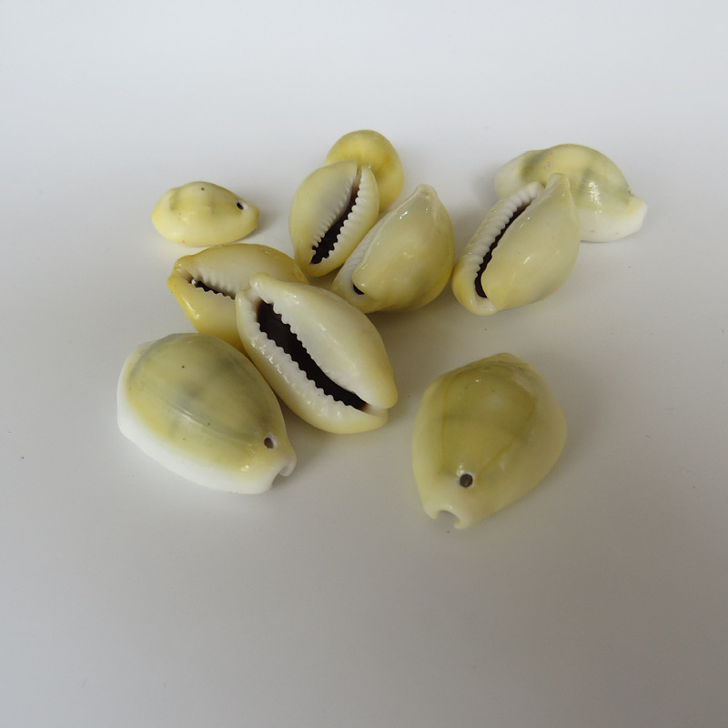 自然海螺贝壳打孔金边宝螺水族小海螺黄宝螺 家居装饰切片金边宝
