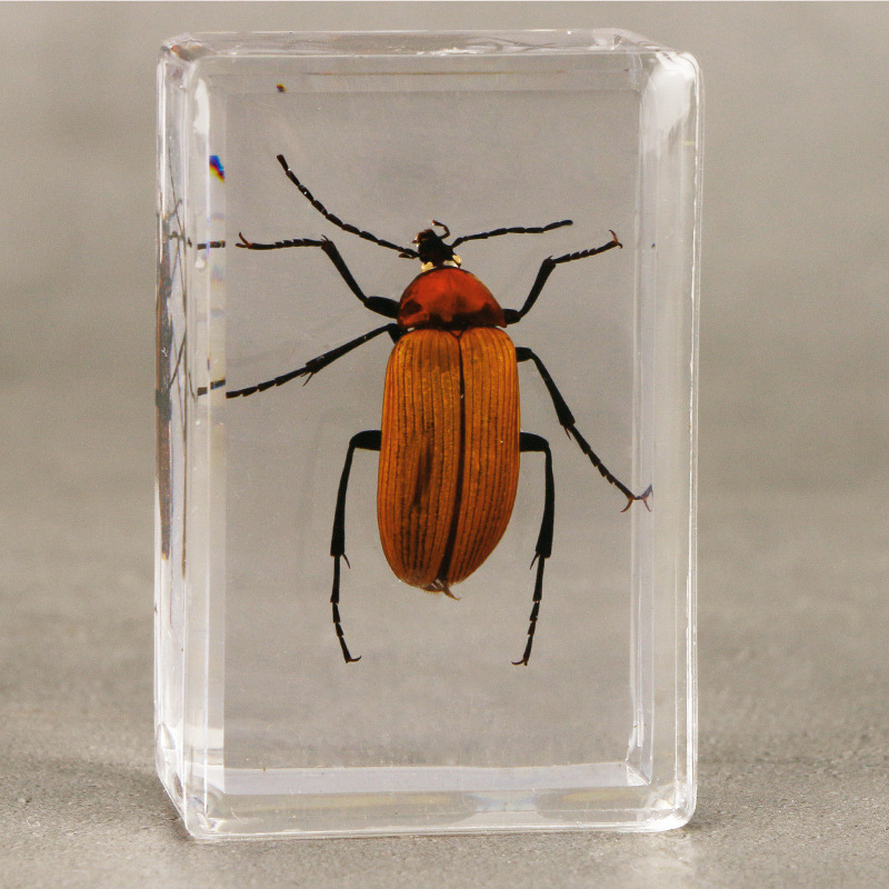 跨境批发真实昆虫标本透明树脂 教学观察工艺品人面蝽 金龟子甲虫