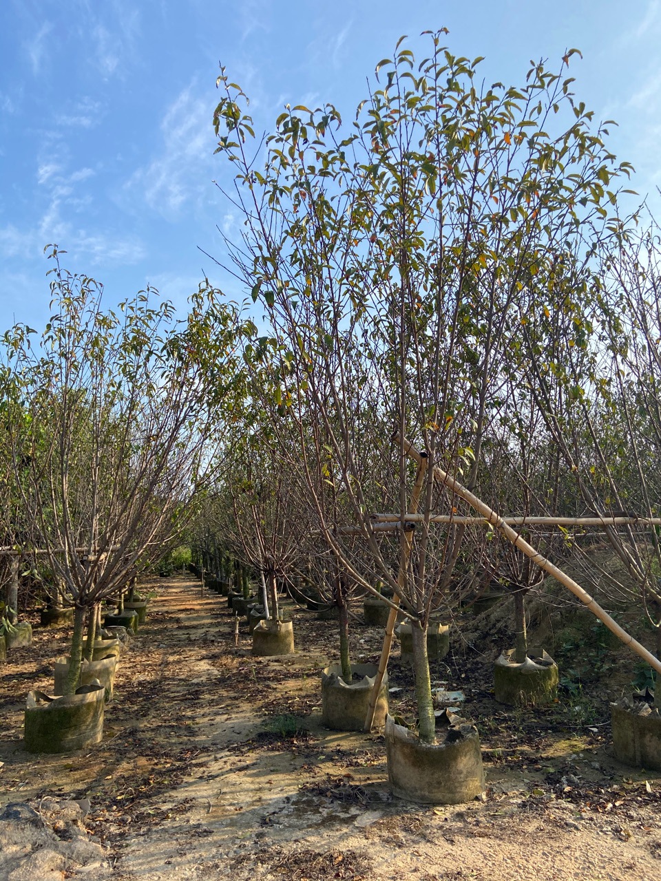 碧桃基地 碧桃树苗 绿叶碧桃花桃苗规格品种齐全 桃花苗木