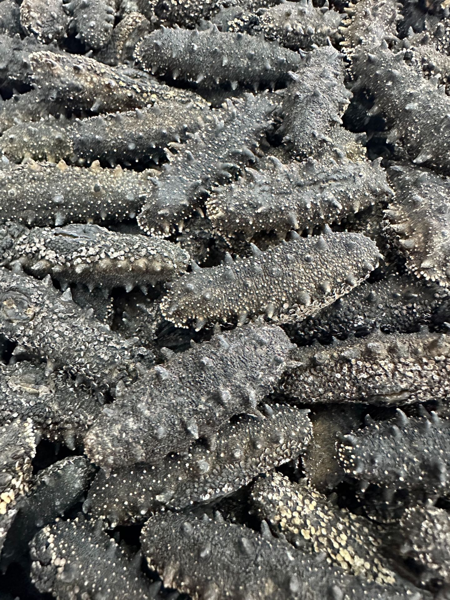 大连特产干海参大连饲养海参水产干货辽参刺参小海参批发500g-阿里巴