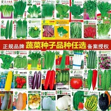 蔬菜种子一年四季播种阳台盆栽农家辣椒韭菜荠芹菜菠菜萝卜籽大全