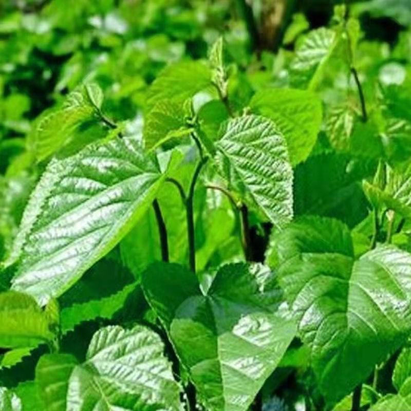 桑叶新鲜现摘大小蚕嫩鲜嫩蚕树叶蚕宝宝饲料桑树叶斤农家自种批发