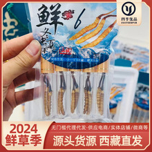 2024鲜虫草高海拔鲜虫草采挖产地直发 藏区挑选干刷鲜虫草批发