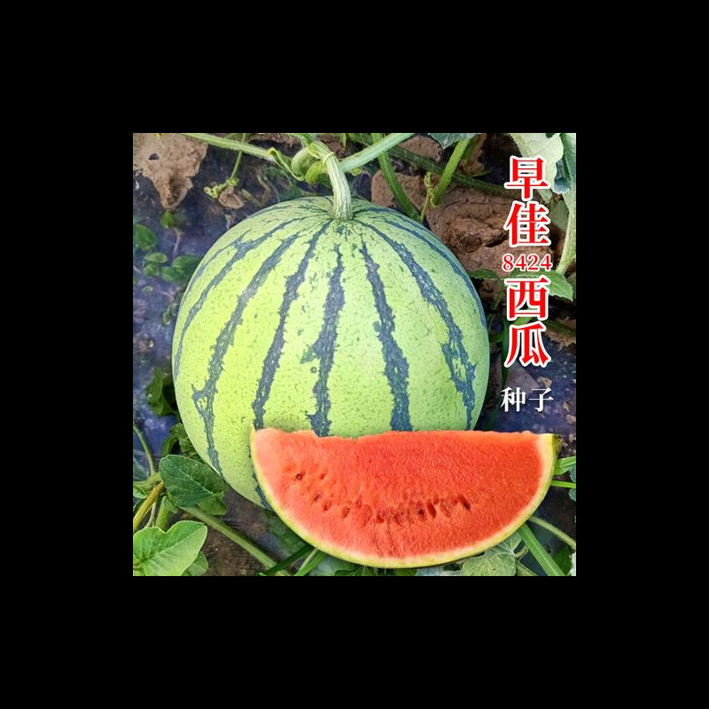 早佳8424麒麟王子无籽西瓜种子籽特大高产南方四季蔬菜水果种孑