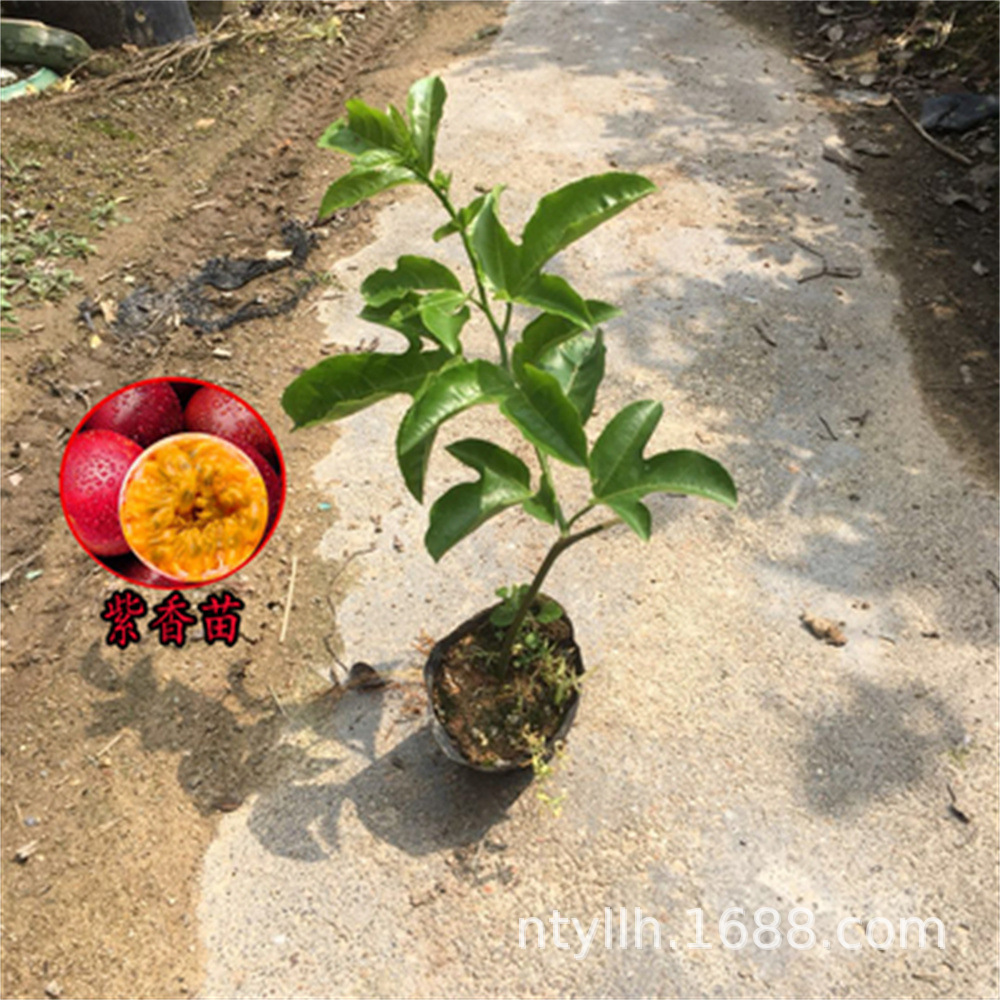 果苗百香果苗 爬藤盆栽鸡蛋果苗 满天星 黄金百香果 树苗当年结果