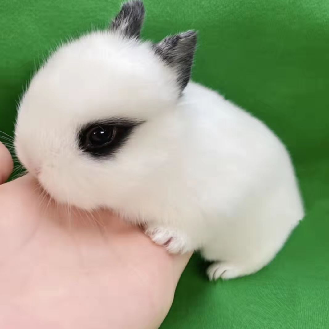 养殖场供应 小兔子 安哥拉长毛兔肉兔养殖场