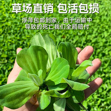 浮萍水草植物鱼缸造景水培植物和鱼共养冒泡一叶莲水芙蓉水葫芦